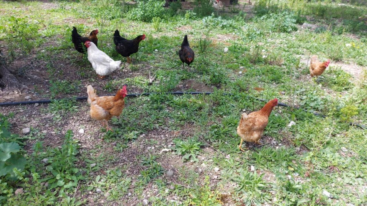 Agritourism Cottage Near Sitia מראה חיצוני תמונה