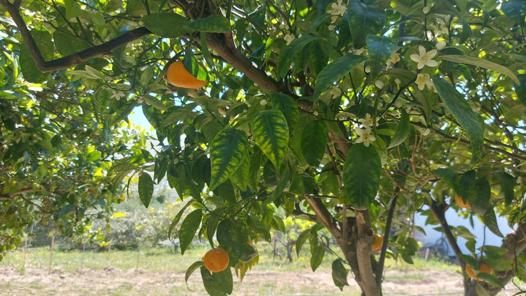 Agritourism Cottage Near Sitia מראה חיצוני תמונה