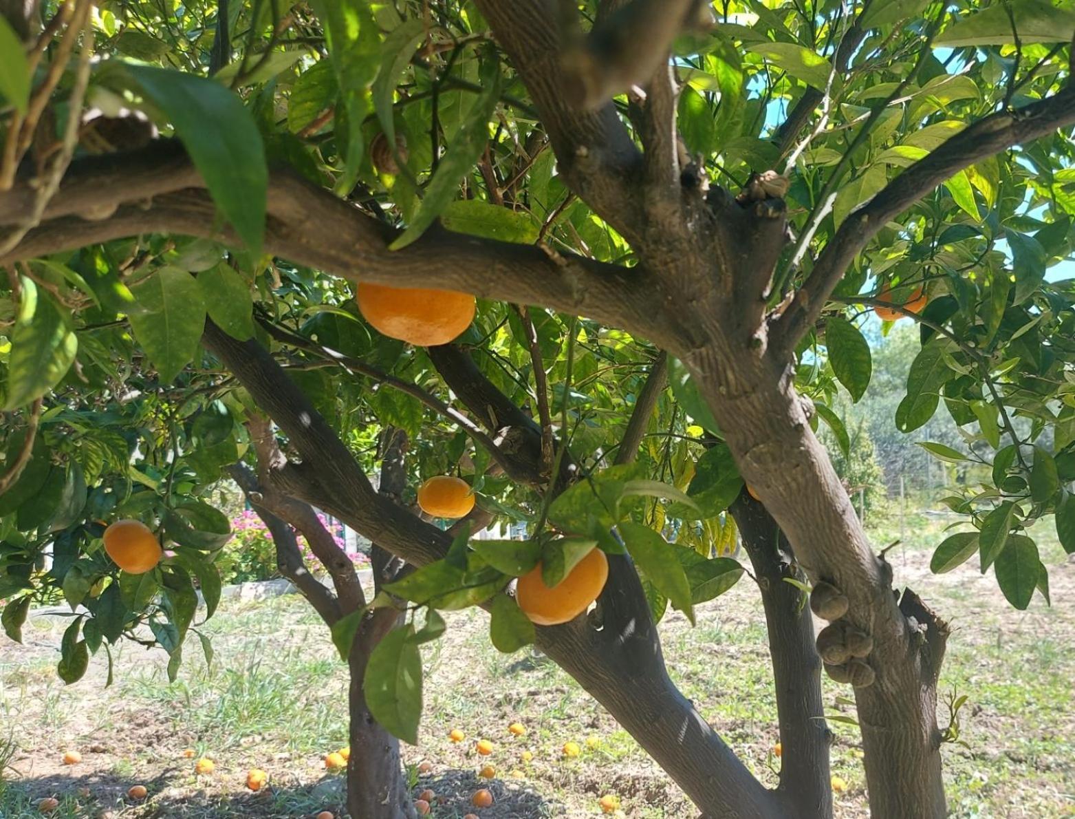 Agritourism Cottage Near Sitia מראה חיצוני תמונה